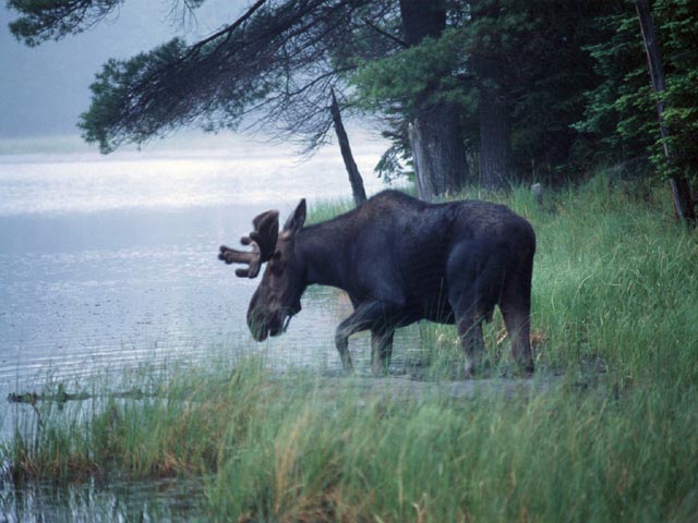 photograph, moose, algonquin, beaver pond trail