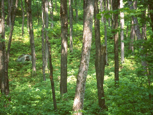 photograph, algonquin, trees, green