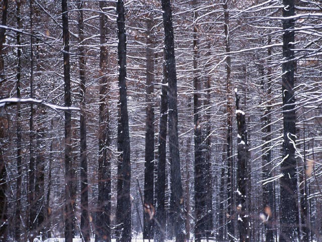 photograph, fire, forest fire, northern ontario, mark lefebvre, mark leslie