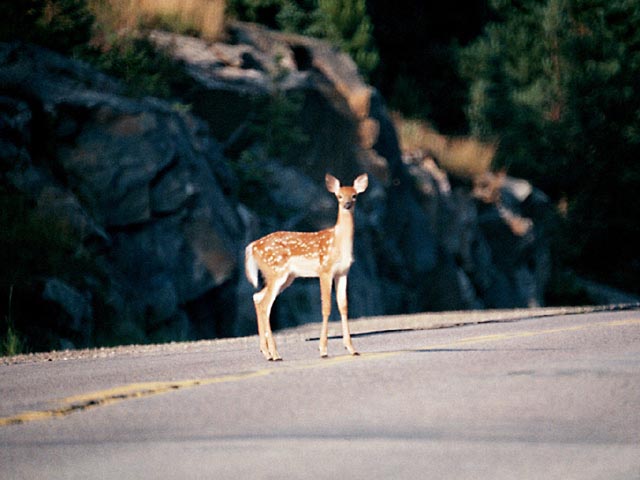 photograph, algonquin, deer, highway, wildlife