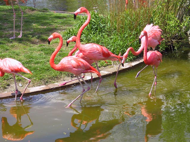 photograph, toronto, zoo, flamingo