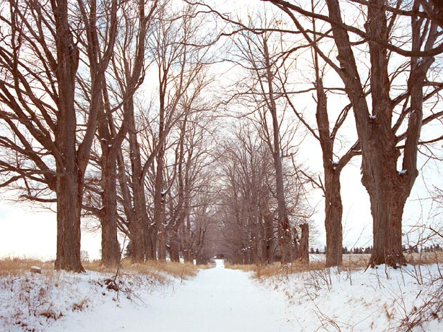 photograph, winter, ontario, lane, snow