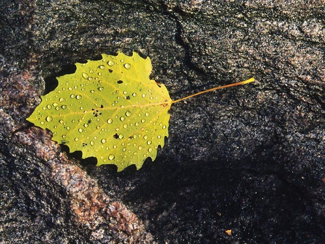 photograph, fall ,leaf