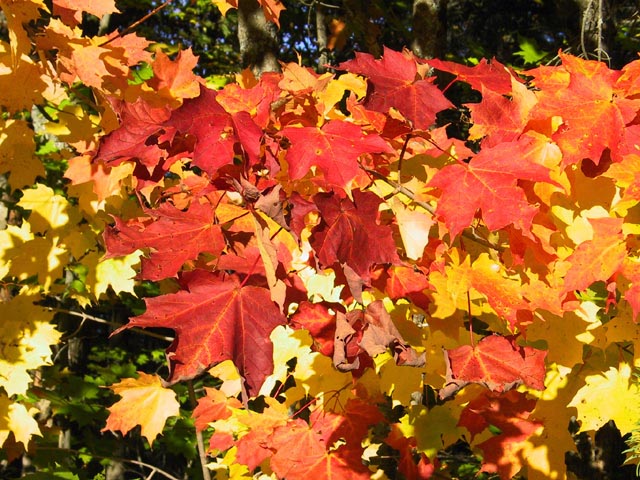 photograph, fall, algonquin, leaves