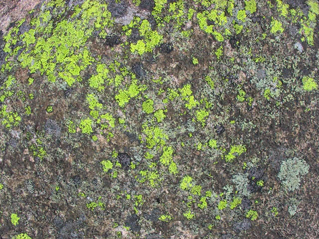 photograph, lichen, rock,the ladders, northern ontario