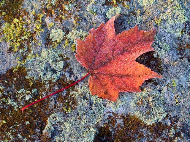photograph, fall, frost, maple leaf