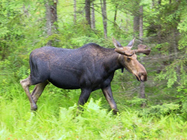 photograph, algonquin, moose, motion blur