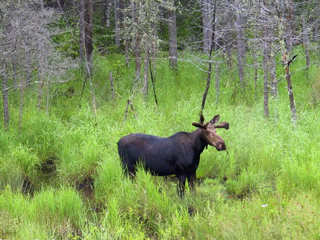 photograph, algonquin, moose
