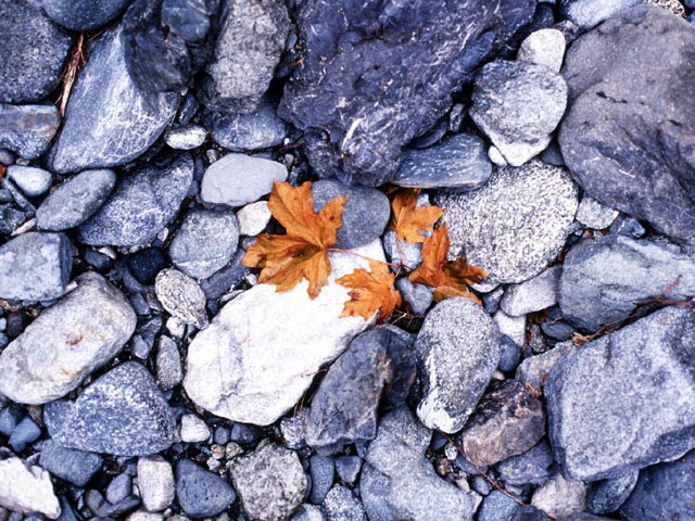 photograph, british columbia, leaves, rocks