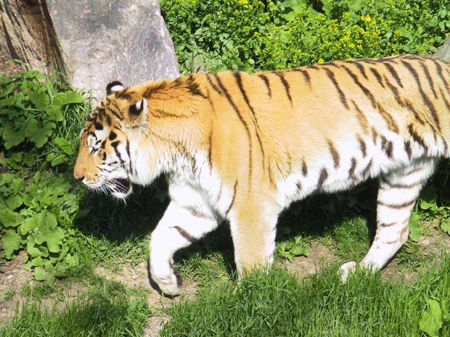 photograph, tiger, zoo, toronto