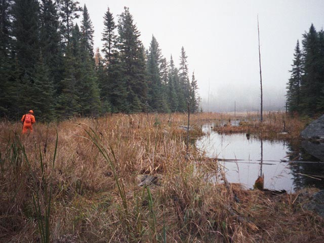 photograph, hunt, hunting, tom corkal, northern ontario, moose