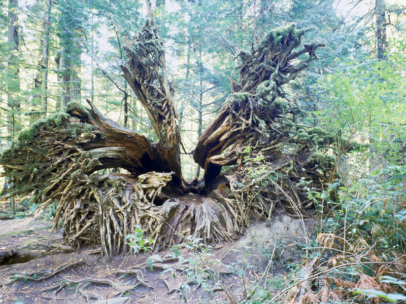 roots of fallen tree