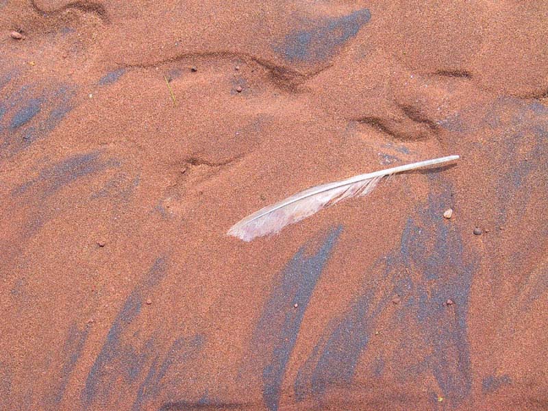 photography, PEI, vacation, canon G1, beach, texture, feather, seagull