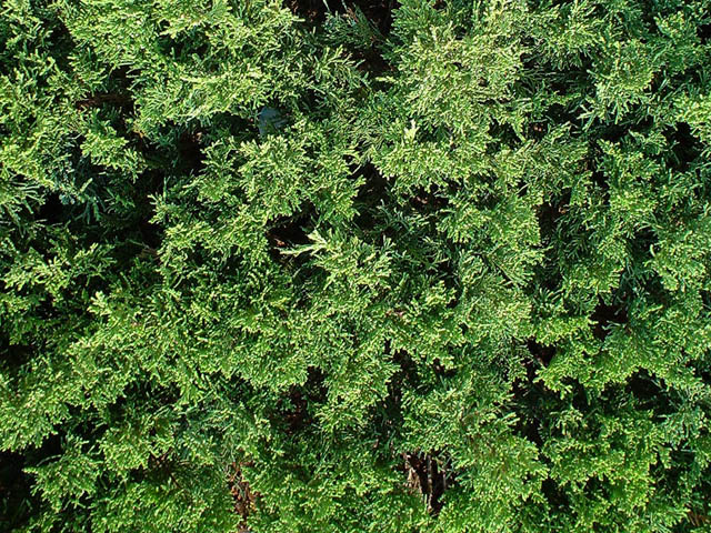 wallpaper texture. cedar, wallpaper, texture