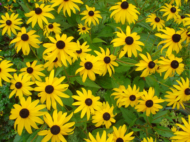 Daisies