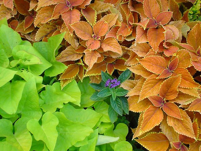 plants, leaves, decorative, wallpaper