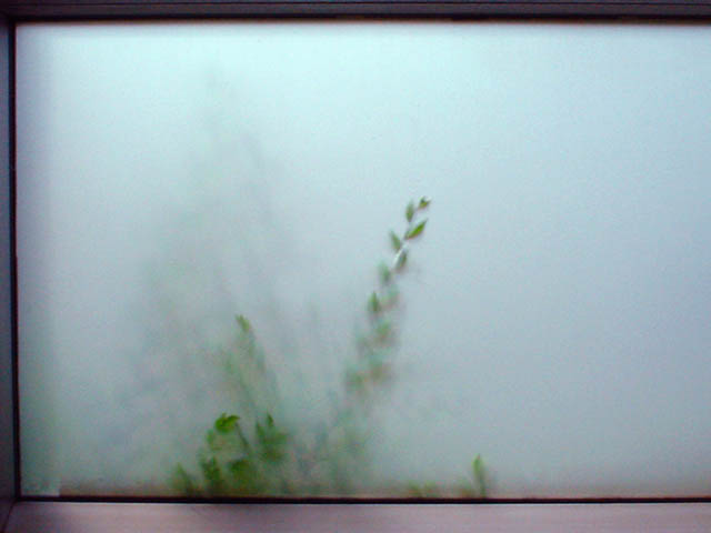 window, green, plant, shadow