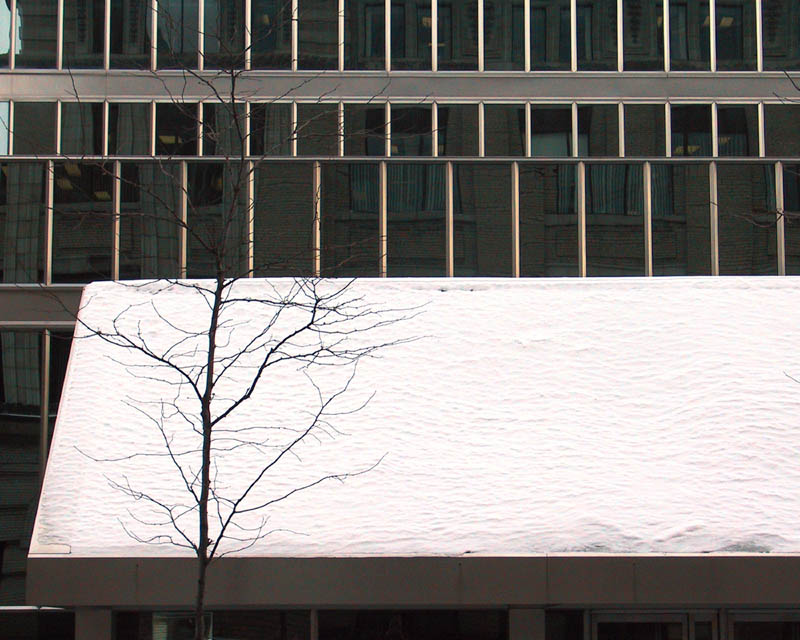 snow city tree windows
