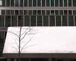 snow tree windows